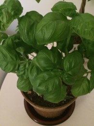 Basil Plant