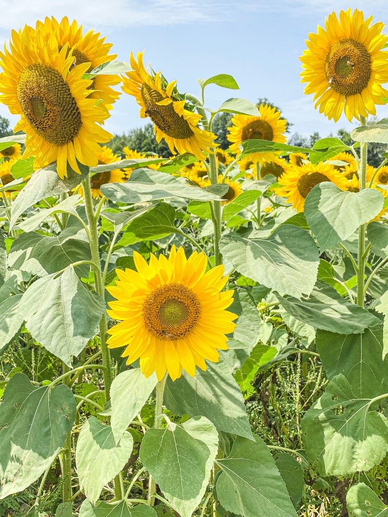 Sunflower Quotes - Unwavering and Faithful...like sunflower to the Sun